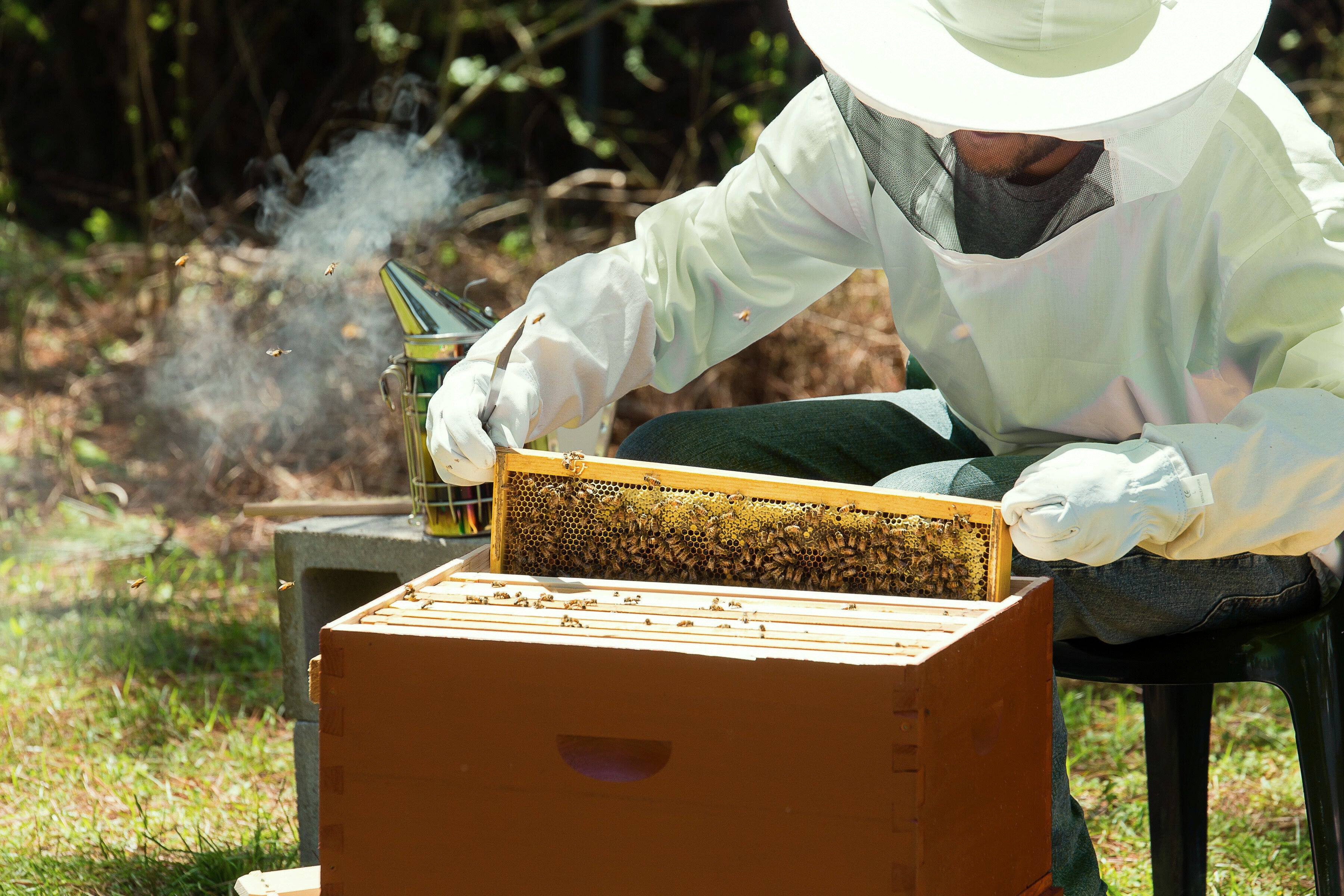 Bee Propolis: Deep Dive into the Power of Nature’s Ultimate Protector