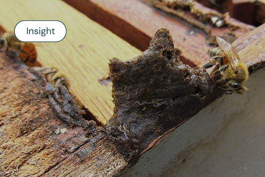 Insight: Exploring The Hive Advantage