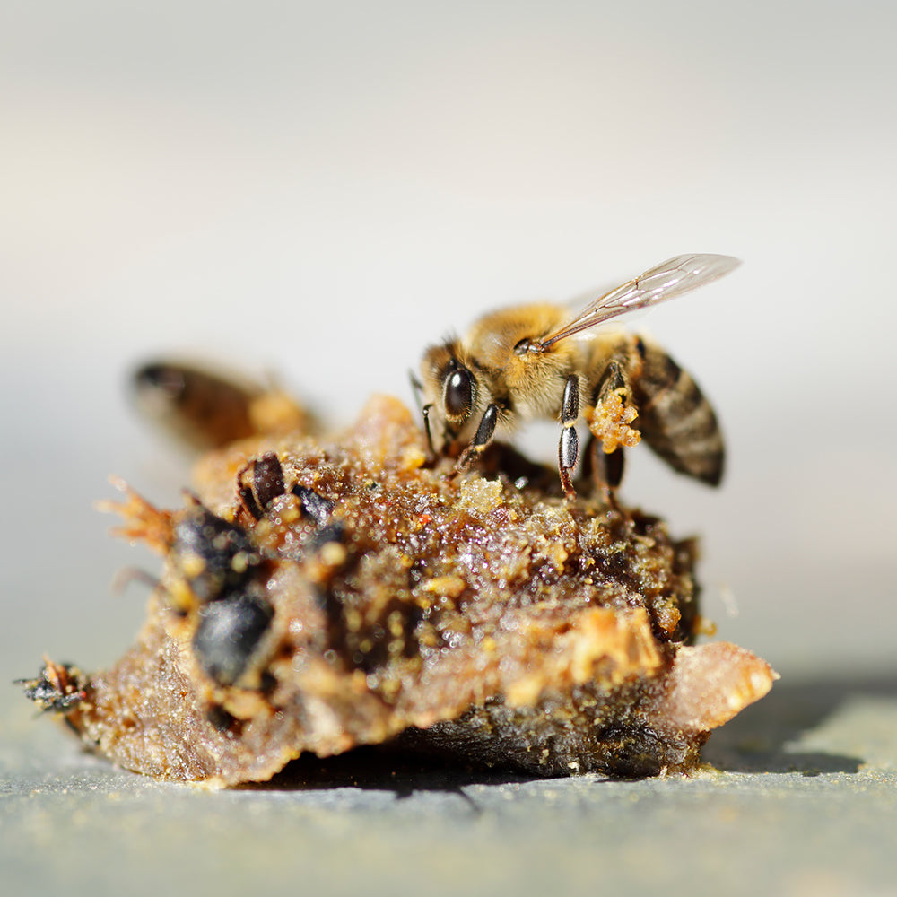 The Power of Propolis ACF®: Decades of Research, a World of Potential